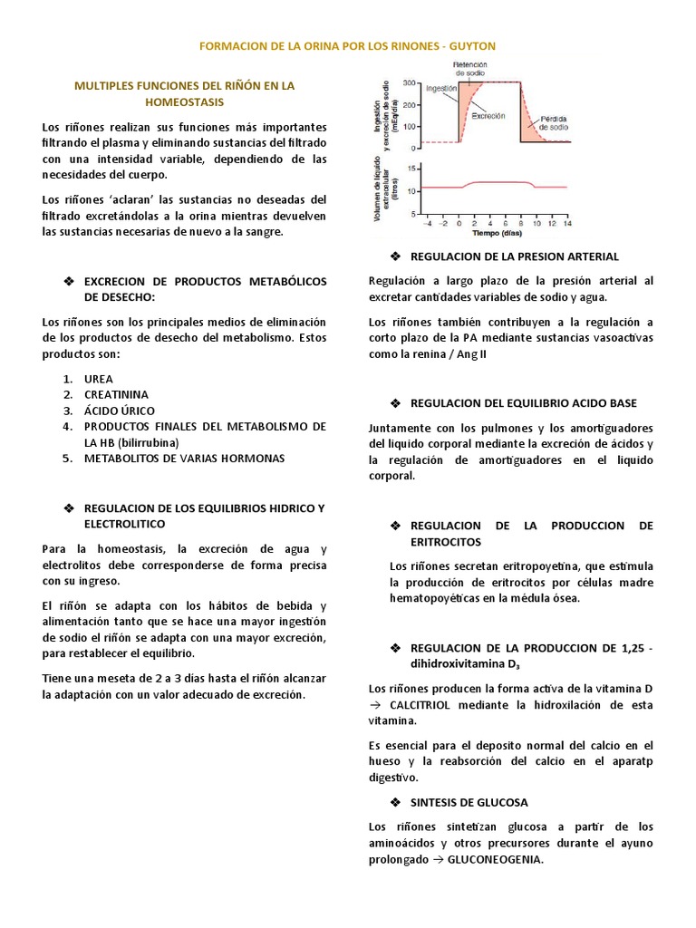 Formacion de La Orina- Riñon | PDF | Riñón | Vejiga urinaria