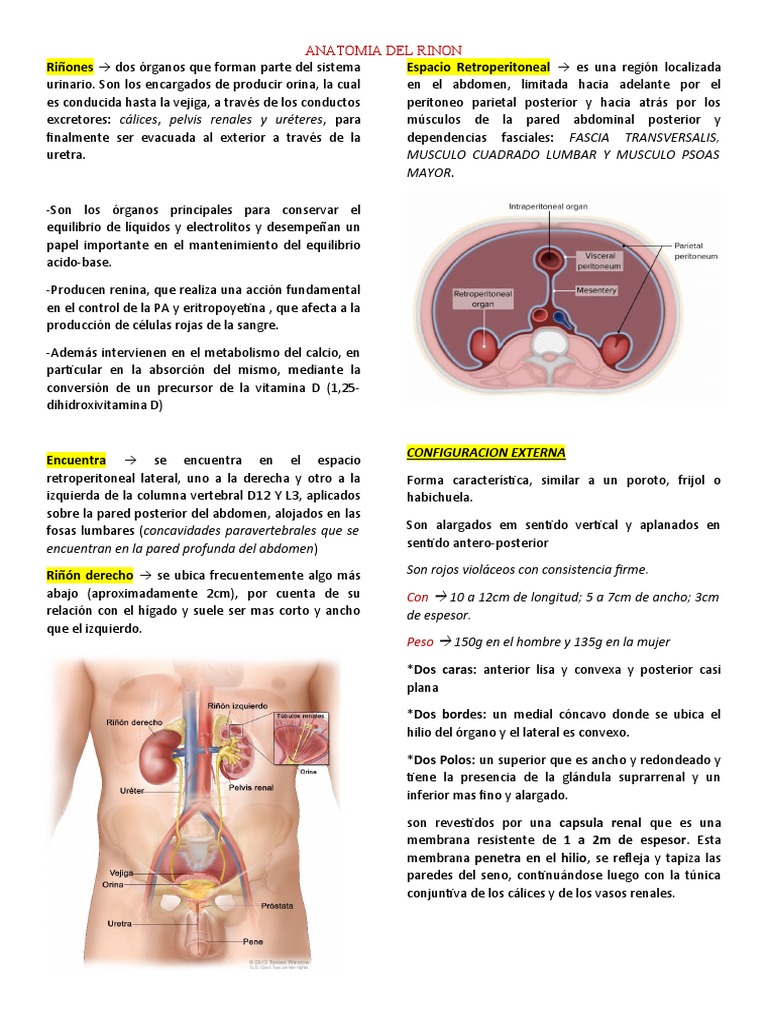 Anatomía del Riñón y sus Estructuras | PDF | Riñón | Abdomen
