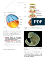 Sistema Urinario - Embrio Histo