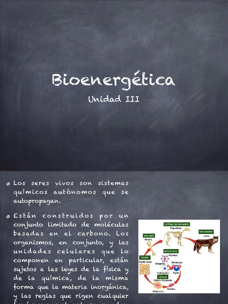 Bioenergética y Metabolismo Celular | PDF | Enzima | Metabolismo