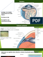 Anatomia Del Ojo 2P 7-14