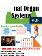 Animal Organ System
