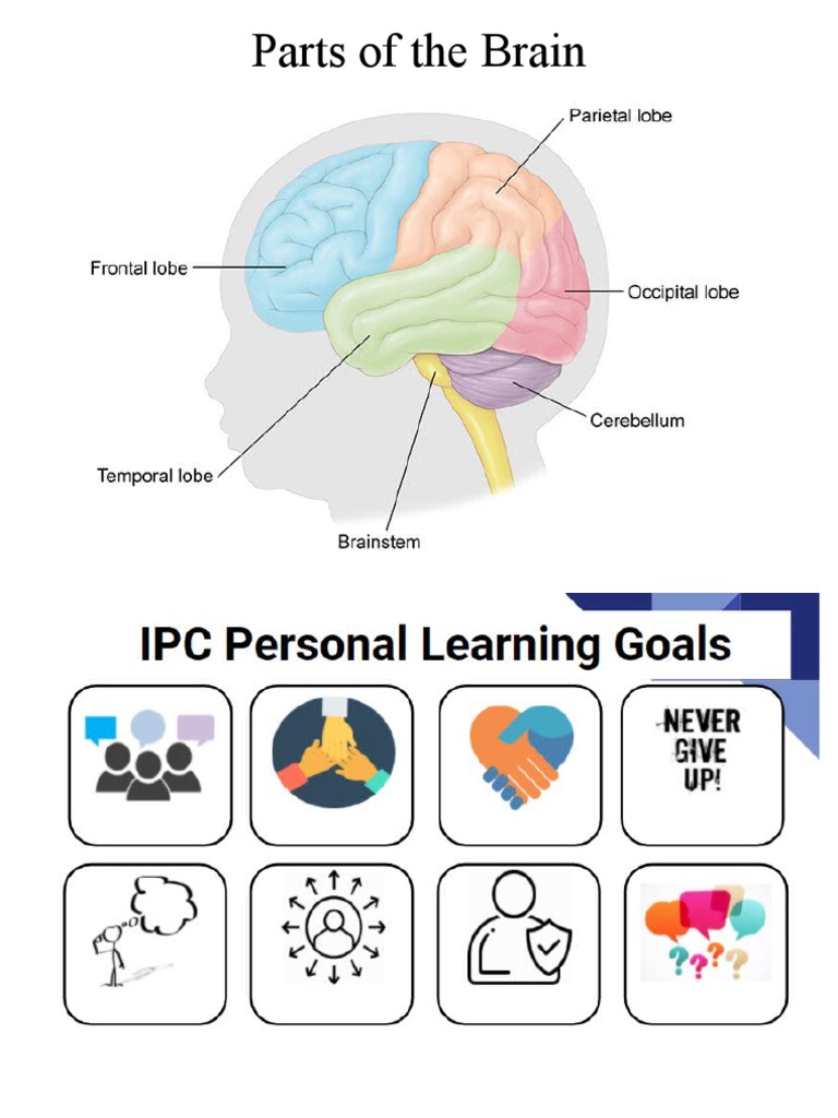 Parts of the Brain | PDF