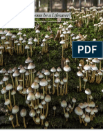 Mushroom Portfolio