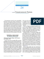 Sistema Somatosensorial