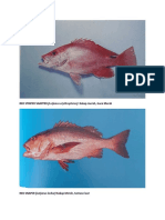 Jenis-Jenis Ikan Yang Ditangkap Di Laut Arafura