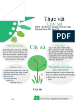 Thuyết trình cây sú