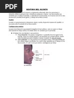 Anatomía Completa de la Nariz | PDF | Nariz humana | Anatomía