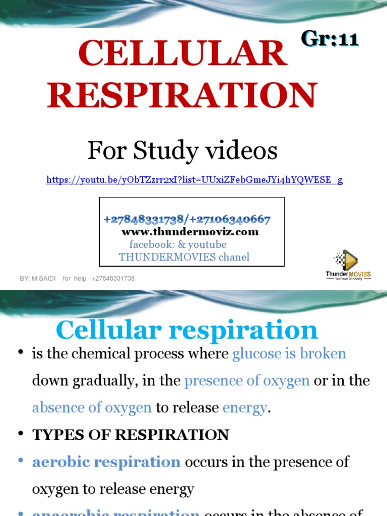 Biology 1 Exam Pdf Cellular Respiration Trypsin