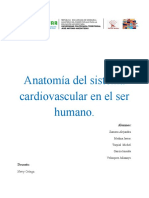 Anatomía Del Sistema Cardiovascular en El Ser Humano