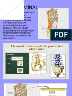 Pared Abdominal