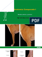 Anatomía Comparada I Clase 13 2022 UCSM