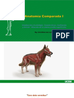 Anatomía Comparada I Clase 11 2022 UCSM