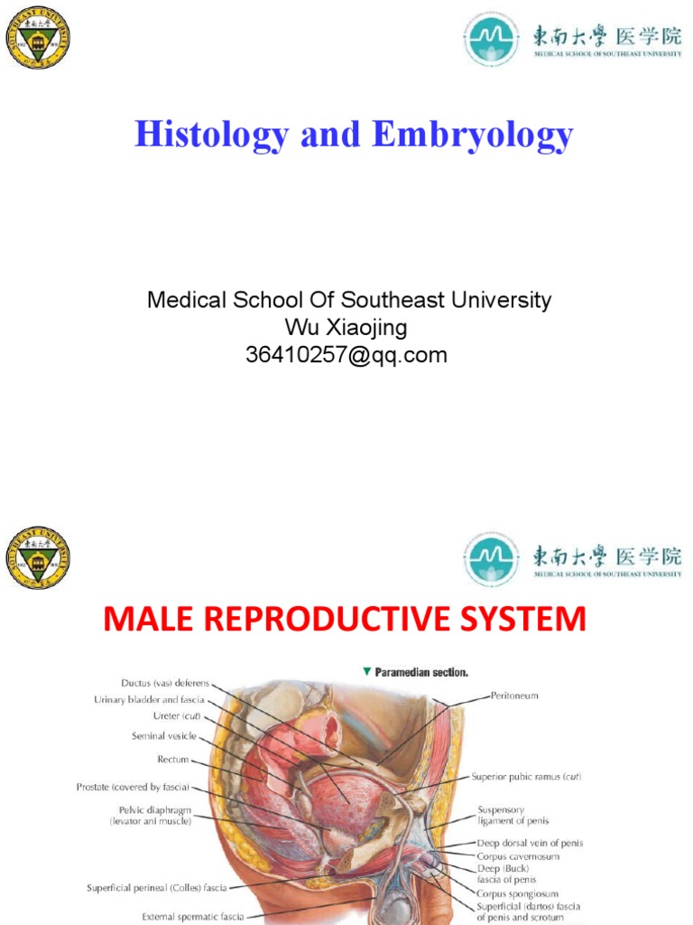 Histology 18 Male Reproductive System | PDF | Testicle | Genitourinary ...