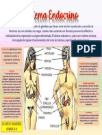 Mi Infografías Sobre El Sistema Endocrino CICARELLY SIGUENZA RAMOS 4 B