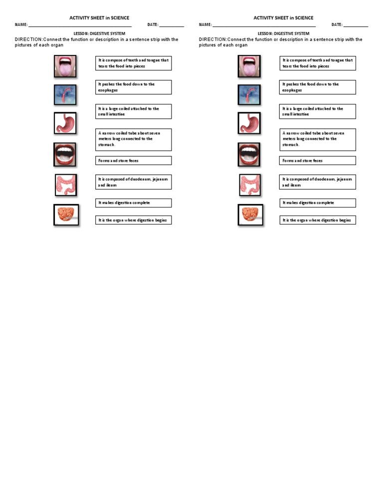 Activity Sheet In Science Digestive System Pdf Human Digestive