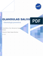 Glándulas Salivales