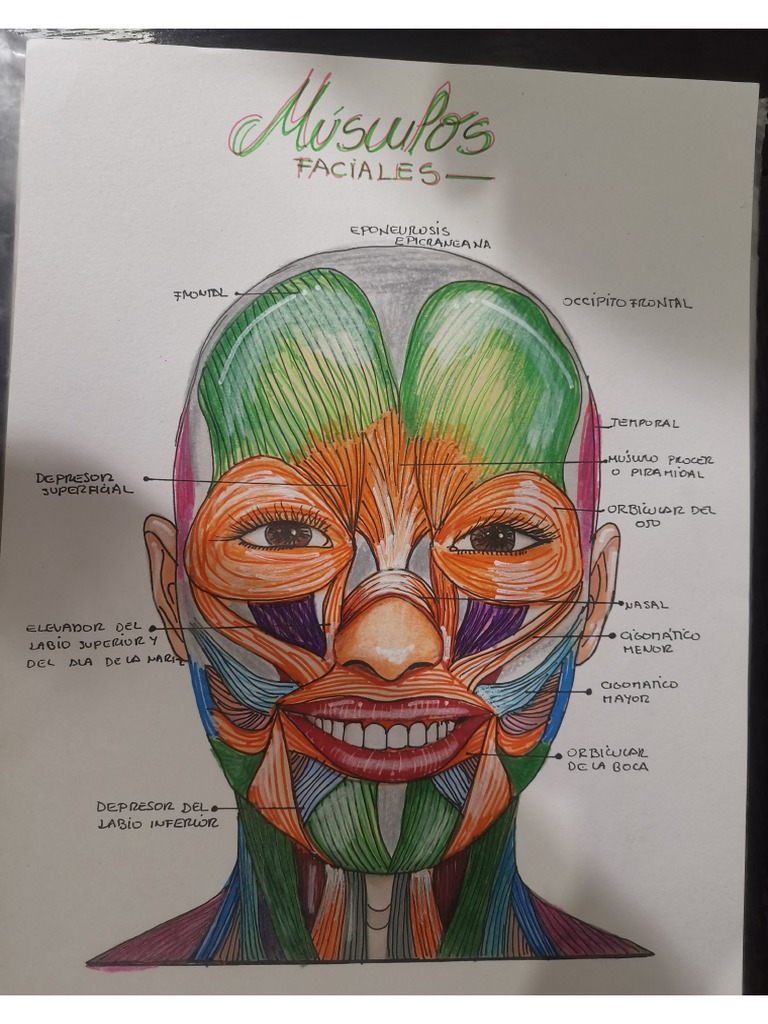 Músculos Faciales Pdf