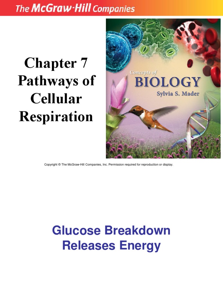 Cellular Respiration | PDF | Cellular Respiration | Adenosine Triphosphate