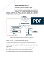 Actividad 4 - El Metabolismo Celular