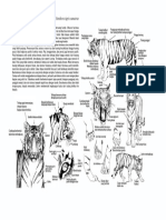 Anatomi Harimau Sumatera