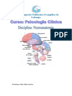Manual NeuroAnatomia Professor Fábio Carreiro para Imprimir