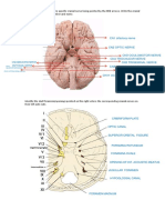 Cranial Nerve Seatwork Suraj (21-1246-363)