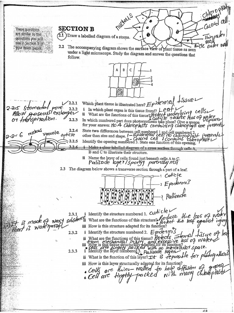 Plant and animal tissue questions and answers PDF