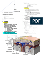 Anatomía Neuroanatomía