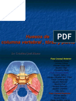 Huesos de Columna, Torax y Pevis