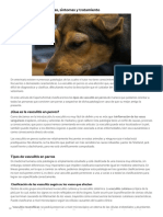 Vasculitis en Perros - Causas, Síntomas y Tratamiento