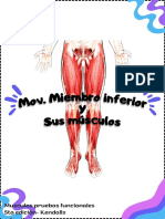 Mov. Miembro Inferior y Sus Músculos
