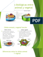 Diferencias Biologicas Entre La Celula Animal y Vegetal