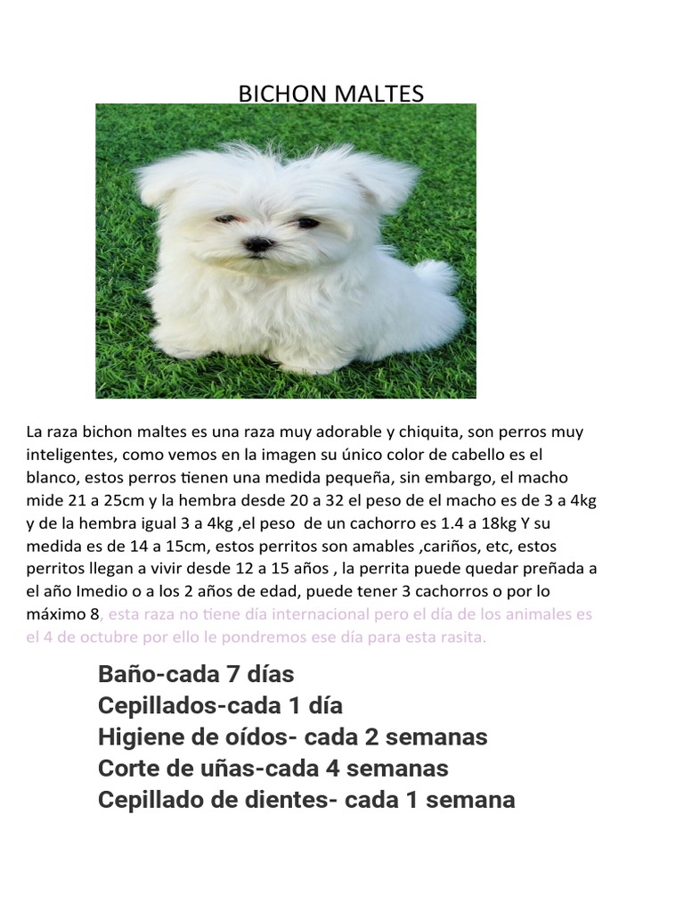 Crecimiento Bobtail O Antiguo Pastor Ingles - Tabla de peso del