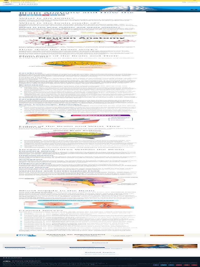BRAIN ANATOMY AND HOW THE BRAIN WORKS visual data 8