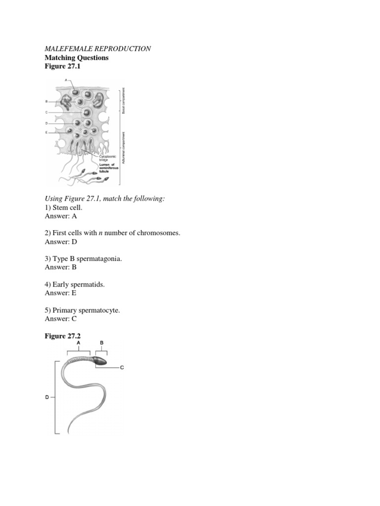 Male and Female Reproductive Matching | PDF | Luteinizing Hormone ...