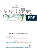 Inhibitors of ETC and Oxidative Phosphorylation and Uncouplers