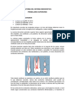 Anatomia Premolares Superiores