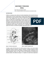 ANATOMIA-Y-FISIOLOGIA-RENAL(2)