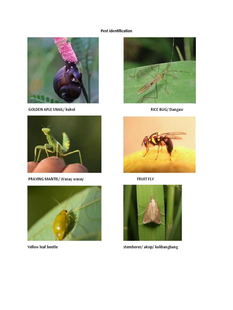 insect pest picture | PDF