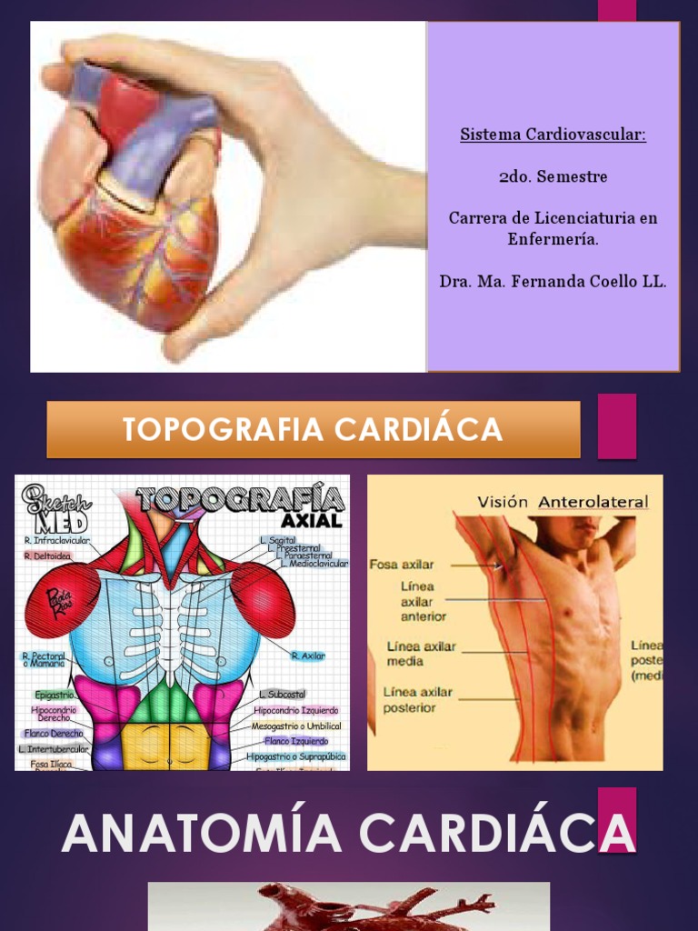Topografia Cardiaca Katherin | PDF