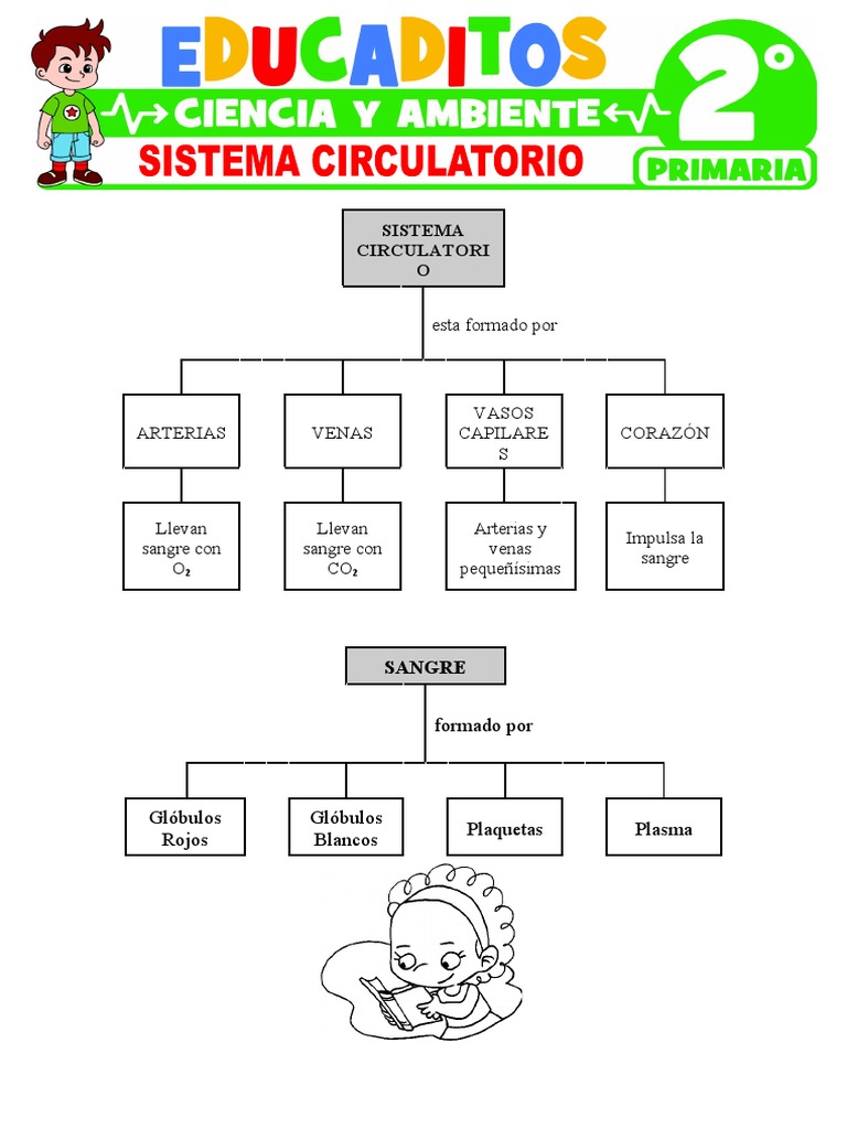 Sistema Circulatorio para Segundo Grado de Primaria | PDF | Sistema ...