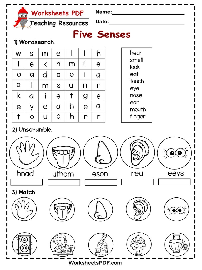 Five Senses Activities Worksheet | PDF