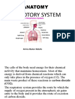 Respiratory System Anatomy