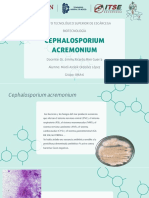 Cephalosporium Acremonium