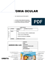 Anatomia Ocular