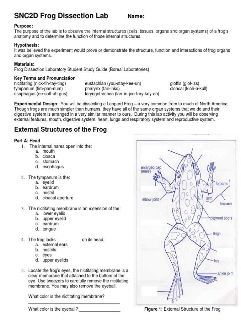 Frog Dissection Lab Guide and Answers | PDF | Frog | Information