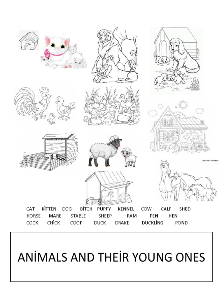 Animals And Their Young Ones Pdf
