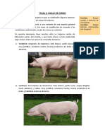Tema 2 - Razas de Cerdo