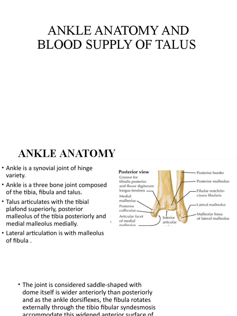 Ankle Anatomy and Blood Supply of Talus PDF Ankle Limbs (Anatomy)